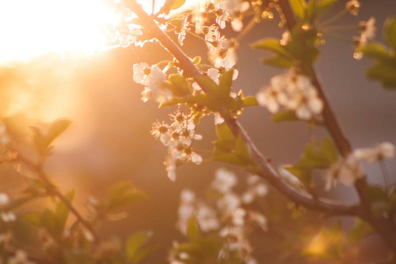 A close up of a tree with white blossoms in the sun.